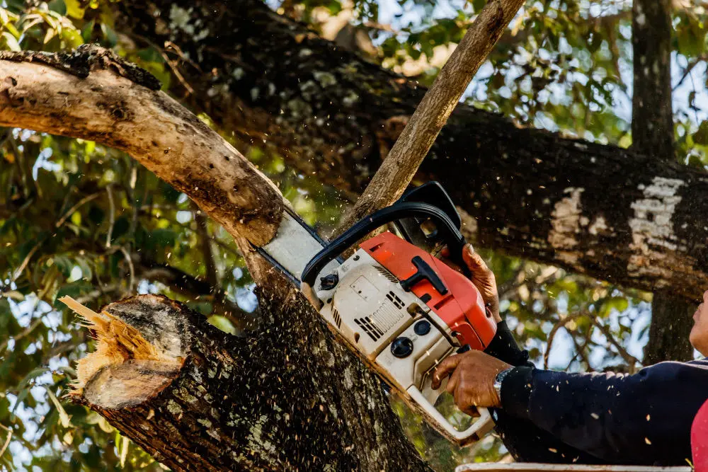 Tree Surgery Services in Docklands