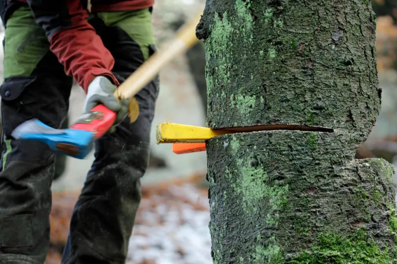 Tree Surgery Docklands